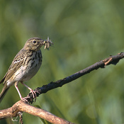 Tree Pipit
